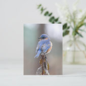青い鳥はがき ポストカード (スタンド正面)