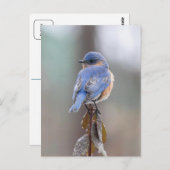 青い鳥はがき ポストカード (正面/裏面)