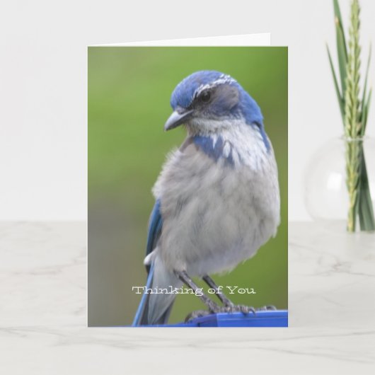 青い鳥 カード (正面)