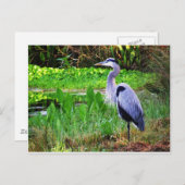 青い鷲 ポストカード (正面/裏面)