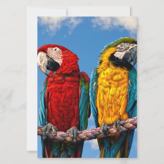 青い黄色のマカオと赤いマカオ 招待状 (正面)