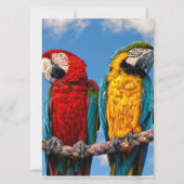 青い黄色のマカオと赤いマカオ 招待状 (裏面)