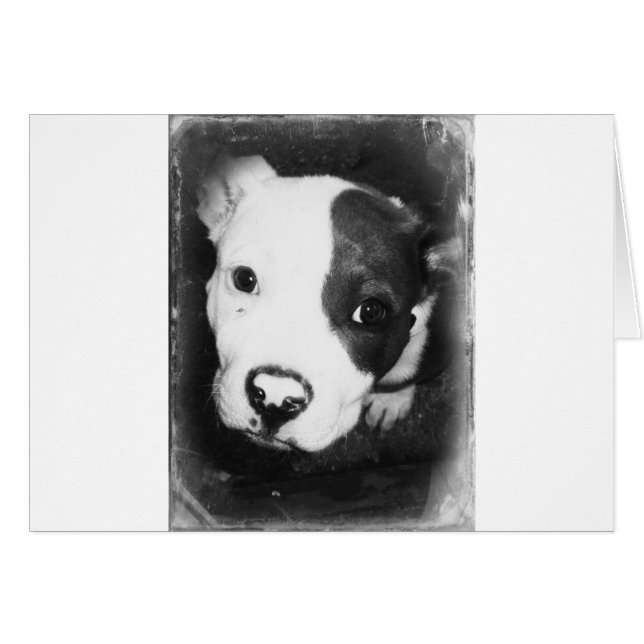 青い鼻のピットブルの子犬 (正面横)