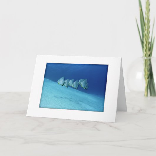 青いBatfishの挨拶状 カード (正面)