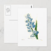 青いHyacinth ポストカード (正面/裏面)