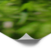 青いLupines ポスター (角)