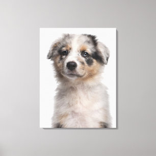 青いMerleのオーストラリアの羊飼いの子犬のクローズアップ キャンバスプリント