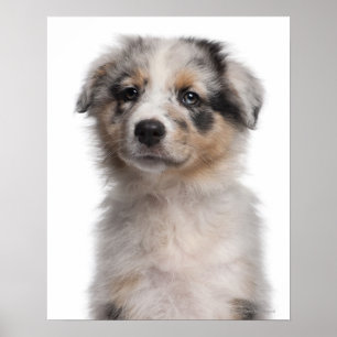 青いMerleのオーストラリアの羊飼いの子犬のクローズアップ ポスター