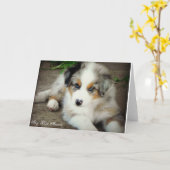 青いMerleのオーストラリアの羊飼いの挨拶状 カード (黄色い花)