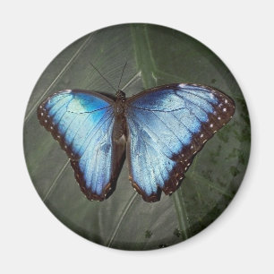 青いMorphoの蝶磁石 マグネット
