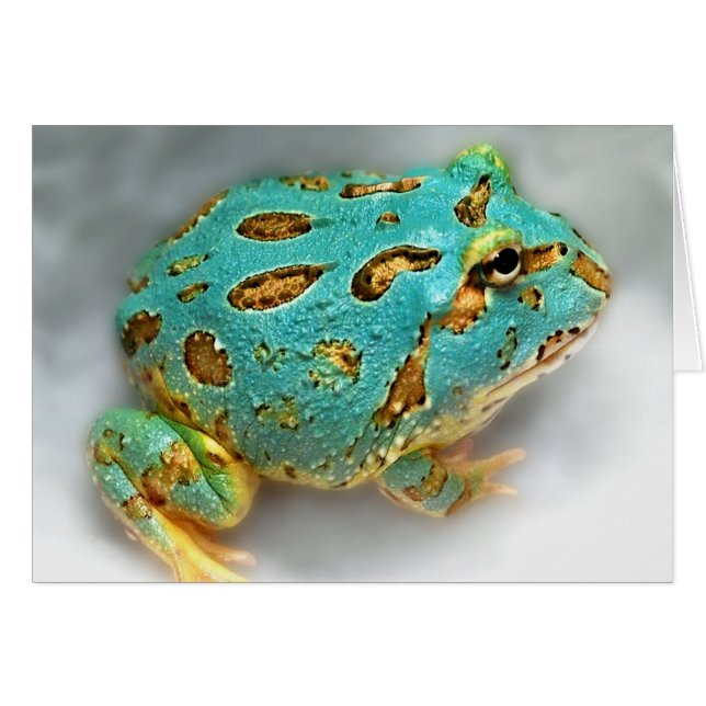 青いPac人のカエル-待っている待っていることGotcha! (正面横)