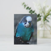 青いParaketはがき ポストカード (スタンド正面)