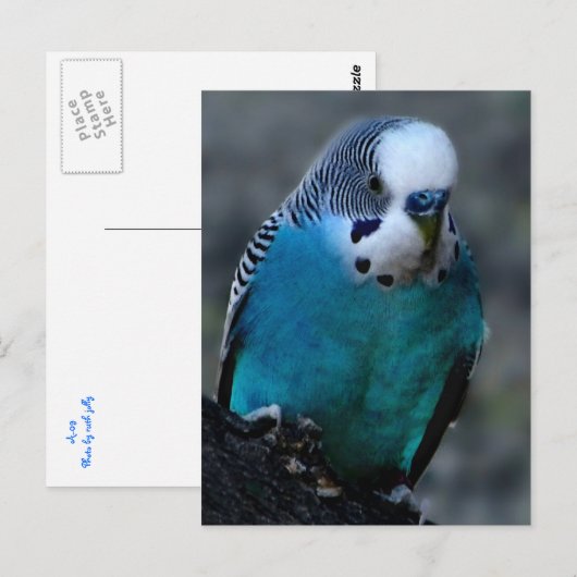 青いParaketはがき ポストカード (正面/裏面)