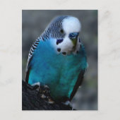 青いParaketはがき ポストカード (正面)