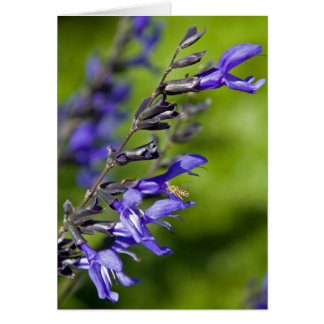 青いSalvia