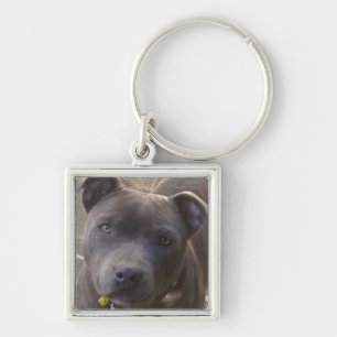 青いStaffy キーホルダー