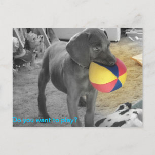青いWeimaranerの子犬の遊ぶこと ポストカード
