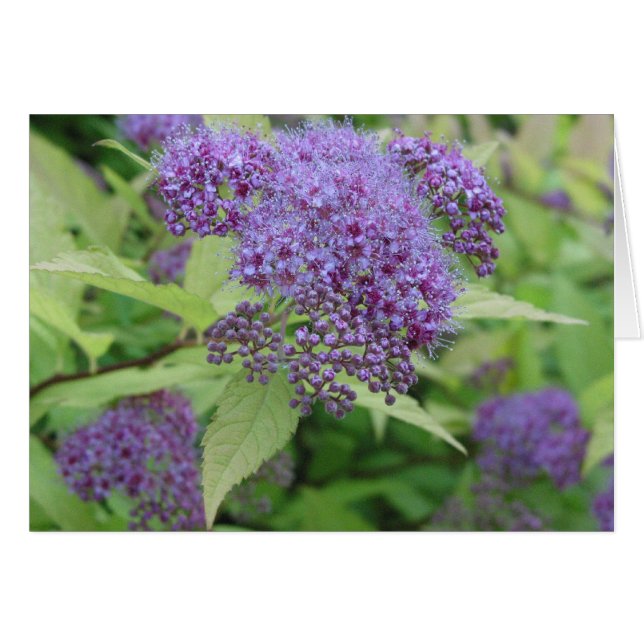 青およびライム (正面横)