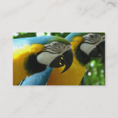 青および金ゴールドのコンゴウインコの名刺 名刺 (裏面)