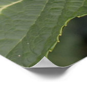 青かわいらし紫陽花 ポスター (角)