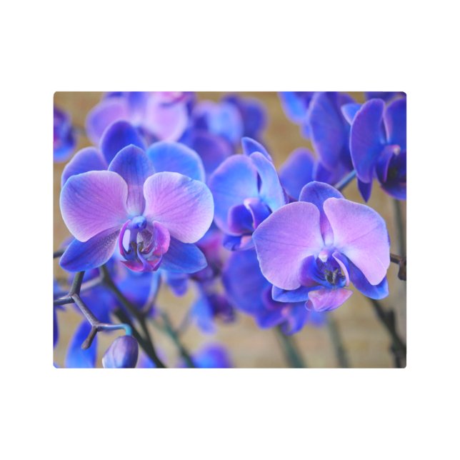 青とピンクのオーキッドメタルアート メタルプリント (正面)