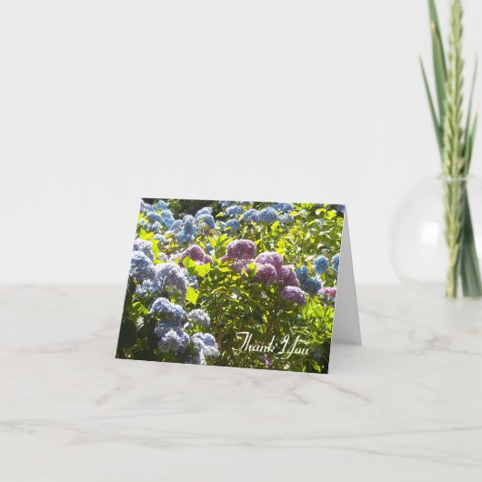 青とピンクのハイドランジア 感謝 (正面)