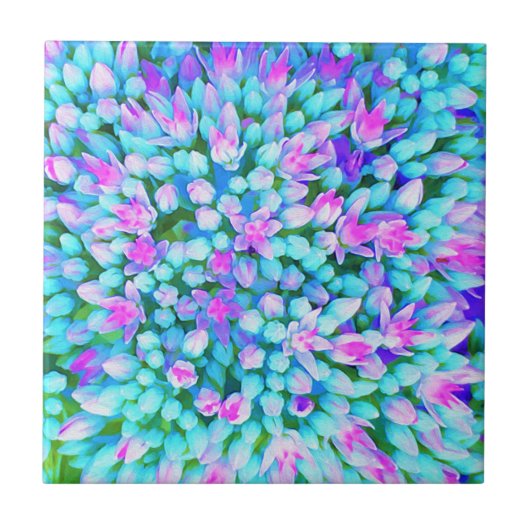 青と熱ピンク多肉性セダム花詳細 タイル (正面)