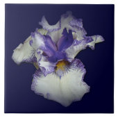 青と白のひげ iris 花 タイル (正面)