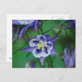 青と白のオダマキ（植物）の花はがき ポストカード (正面/裏面)