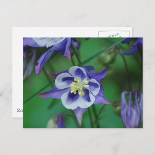 青と白のコロンビアの花 ポストカード (正面/裏面)