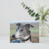 青と白のgreyhound (a344) ポストカード (スタンド正面)