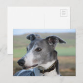 青と白のgreyhound (a344) ポストカード (正面/裏面)