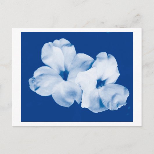 青と白 ポストカード (正面)