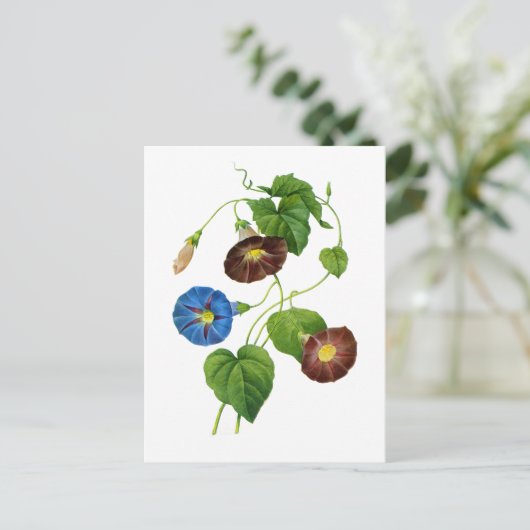 青と紫のモーニンググローリーつる植物ズバイルドゥート ポストカード (スタンド正面)