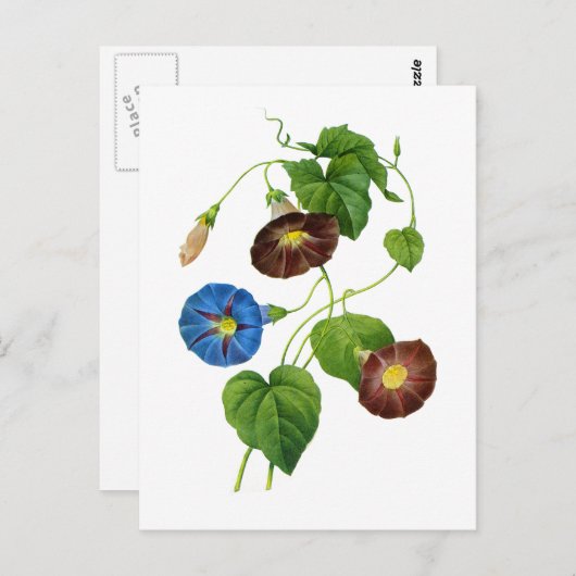 青と紫のモーニンググローリーつる植物ズバイルドゥート ポストカード (正面/裏面)