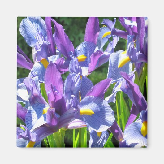 青と紫の虹彩 マグネット (正面)