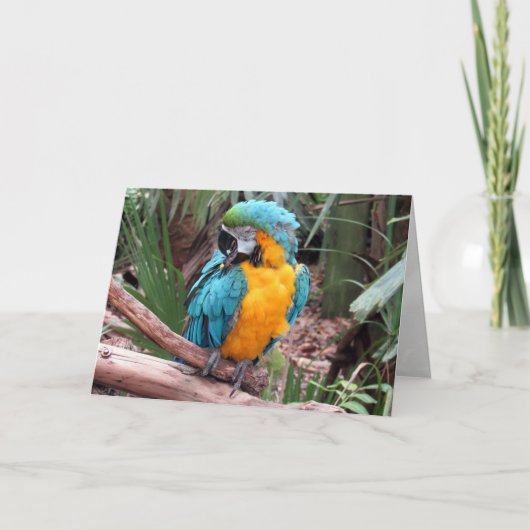 青と金ゴールドのMacaw (4436)グリーティングカード カード (正面)