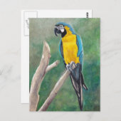 青と金ゴールドマコーバードアートハガキ ポストカード (正面/裏面)