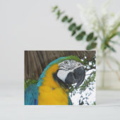 青と金ゴールドマコーパロットはがき ポストカード (スタンド正面)