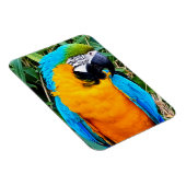 青と黄のマコーオウム マグネット (右側)