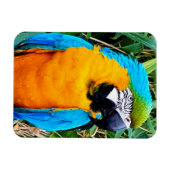 青と黄のマコーオウム マグネット (横)