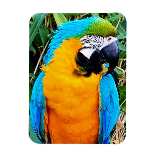 青と黄のマコーオウム マグネット (縦)