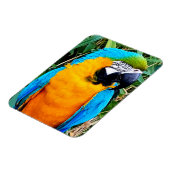 青と黄のマコーオウム マグネット (左側)