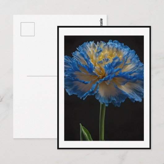 青と黄色のカーネーションの花 ポストカード (正面/裏面)