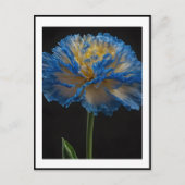 青と黄色のカーネーションの花 ポストカード (正面)