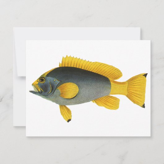青と黄色のグーフィー魚、ヴィンテージ海洋生物 (正面)