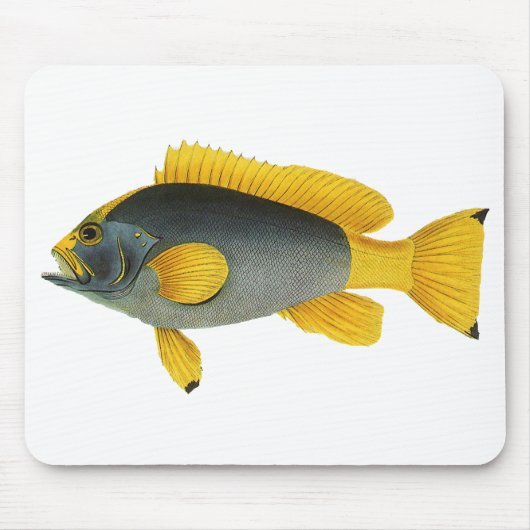 青と黄色のグーフィー(ハタ科の魚), ヴィンテージの海洋生物 マウスパッド (正面)