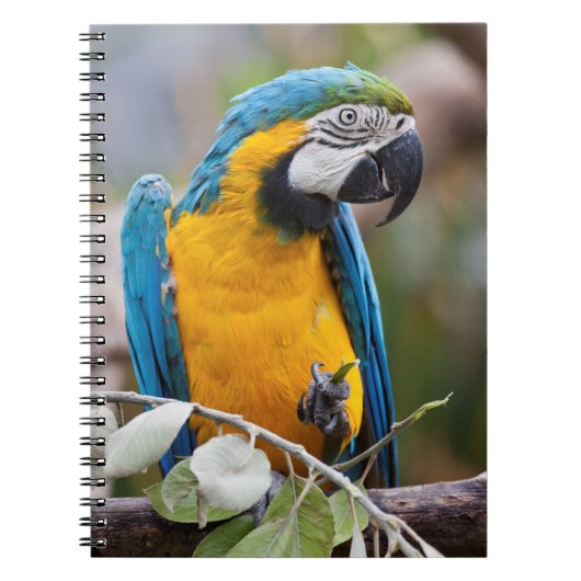 青と黄色のコンゴウインコのノート ノートブック (正面)
