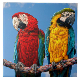 青と黄色のマカオと緋色のマカオ タイル