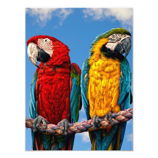 青と黄色のマカオと緋色のマカオ フォトプリント            (正面)